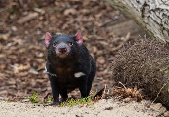 Tasmanian devil	