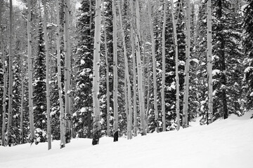 Fototapeta premium Snow-covered trees create a winter wonderland in serene landscape