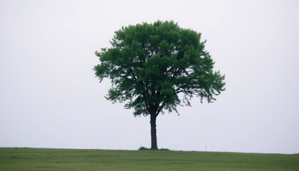 Isolated Tree on a Green Hill Under a Cloudy Sky - Landscape Photography