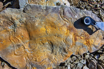 Sedimentary Rock Texture with Magnifier