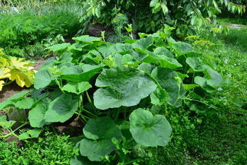 Lush Pumpkin Plant Growing in a Garden isolated close up