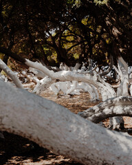 Whitewashed tree trunks on a beach in agistri, greece – organic sculptural forms under mediterranean light