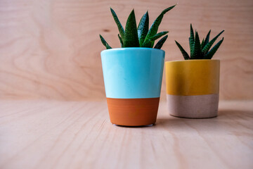 Stylish Mini Succulents in Modern Ceramic Pots on Wooden Surface