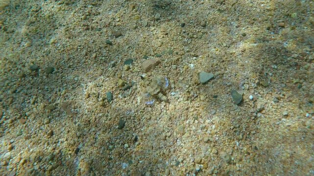 Bizarre-looking Pegasus fish, Little Dragonfish, or Seamoth (Eurypegasus draconis) with its fins outstretched, walks along seabed covered with small pebbles on sunny day with sun glinting on seafloor
