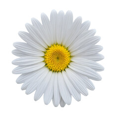 daisy isolated on white background