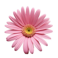 pink gerber daisy isolated on white