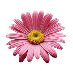 pink gerber daisy isolated on white