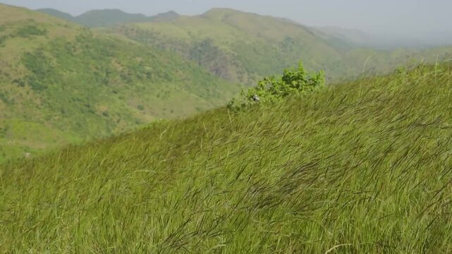 Tall grass gently swaying in the wind in slow motion, captured in the serene landscape of Rayta Hills, Udaipur, Rajasthan, India.