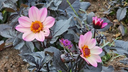 Sweden. Dahlia ”Happy Days Pink” is a genus of bushy, tuberous, herbaceous perennial plants...
