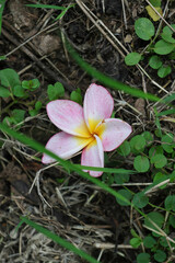 White frangipani blossoms with a touch of yellow glow, embodying tropical nature's beauty and the essence of a serene spa