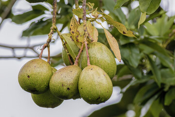 A raceme of avocados hanging from the tree, in an overcast afternoon, in a farm in the eastern...