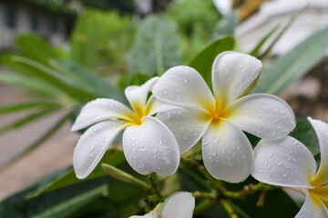 White frangipani blossoms with a touch of yellow glow, embodying tropical nature's beauty and the essence of a serene spa