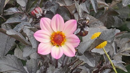 Sweden. Dahlia ”Happy Days Pink” is a genus of bushy, tuberous, herbaceous perennial plants native to Mexico and Central America. 