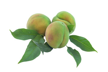 a group of peaches with leaves on a branch