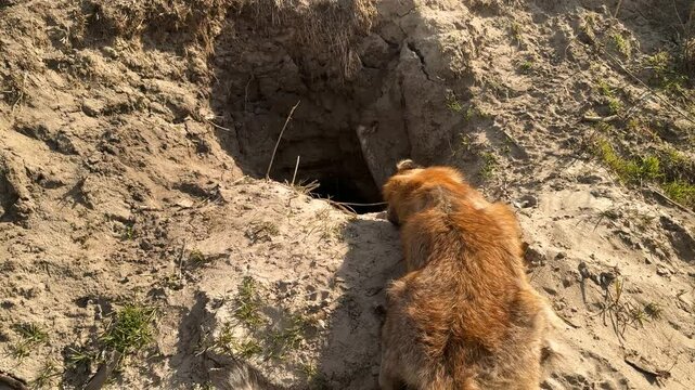 a dead adult furry fox lies near its hole. perhaps this is the peasants' revenge for the loss of their pets