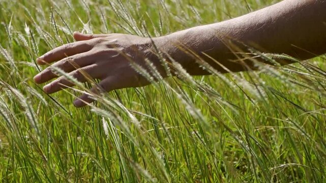 A man's hand gently touching tall grass while walking through a field at Rayta Hills, Udaipur, Rajasthan, India.