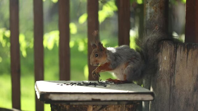 Squirrel is eating on seeds while perched on a wooden table in a park.