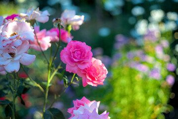 Pink roses in the shadow