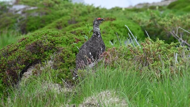 This video shows a male bird, Lagopus muta japonica, patrolling its territory In the alpine region of pumila in  Mt.Tateyama hell valley Jigokudani. Northern Alps in Toyama pref Japan.