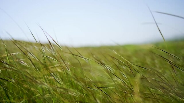 Tall grass gently swaying in the wind in slow motion, captured in the serene landscape of Rayta Hills, Udaipur, Rajasthan, India.