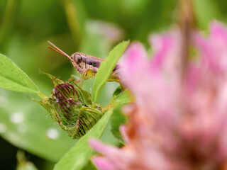 A brown grasshopper behind a red clover flower, macrophotography captured in a farm in the eastern Andean mountains of central Colombia, near the town of Villa de Leyva.