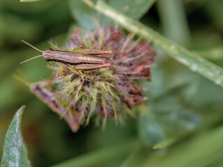 A brown grasshopper on top of a dried clover flower, macrophotography captured in a farm in the eastern Andean mountains of central Colombia, near the town of Villa de Leyva.