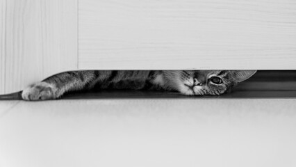 white cat on the floor funny view 