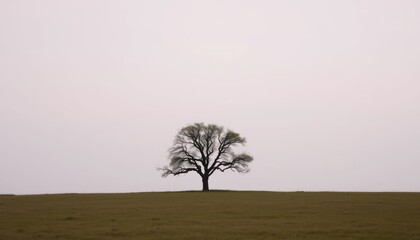 Lonely tree in a field under an overcast sky landscape photography