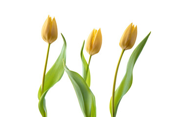 three yellow tulips in a vase on a white background