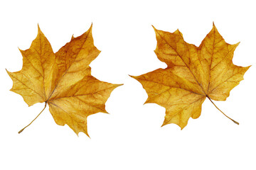 two yellow leaves are shown on a white background