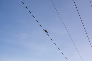 Bird on Power Line Against Blue Sky