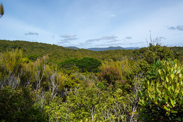 Lush Green Hills and Forest Landscape