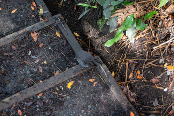 Small Bird on a Wooden Path in Nature