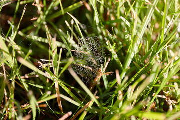 A delicate spider web is intricately woven among blades of grass. Morning dewdrops cling to the web, sparkling under soft sunlight in a serene natural setting