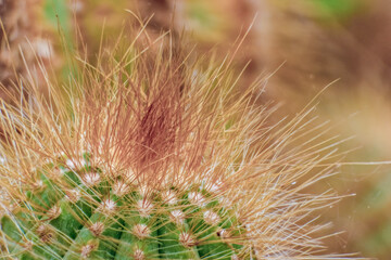 Macro photography of the spines of a cactus; focus stacking composite captured in a garden in the eastern Andean mountains of central Colombia, near the town of Villa de Leyva.