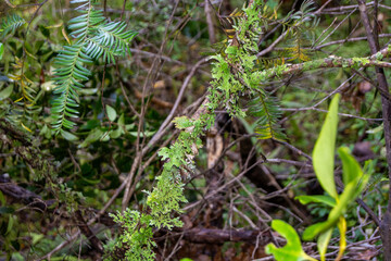Lichen-Covered Branch in a Lush Forest