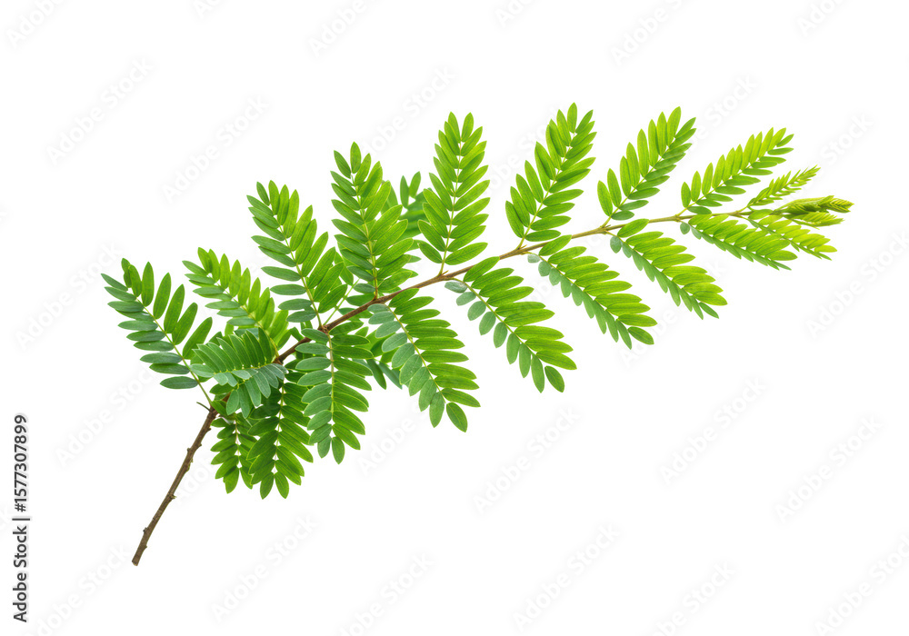 Poster a single delicate branch with lush, vibrant green leaves showcasing intricate veins and glossy textu