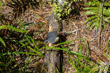 Small Bird Perched on Log in Forest