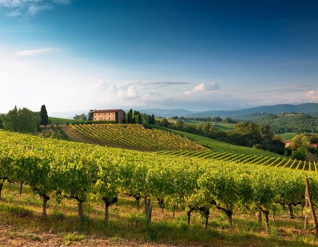 a serene vineyard landscape with rolling hills and a rustic villa in the background