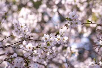 満開の桜の花