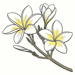 two white and yellow frangipani plumeria flower
