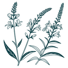 seamless pattern with leaves and physostegia virginiana