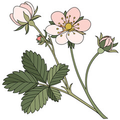 vector illustration of  potentilla pink beauty