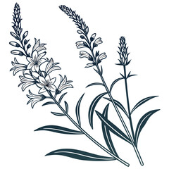 Fototapeta premium black and white physostegia virginiana