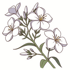 vector illustration of phlox white