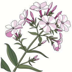 phlox white on white background 