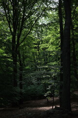 morning in the forest