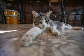 A corner for cats to stretch out and relax