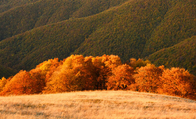 Setting sun illuminates red-leaved beech trees across autumn mountain slopes. Golden hour forest...