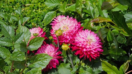Sweden. Dahlia is a genus of bushy, tuberous, herbaceous perennial plants native to Mexico and Central America. 